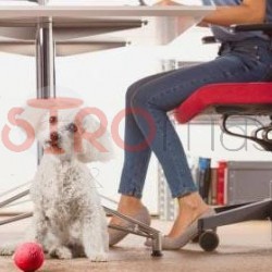 Ofis Koltukları, Çalışma Koltukları Nasıl Temizlenir?